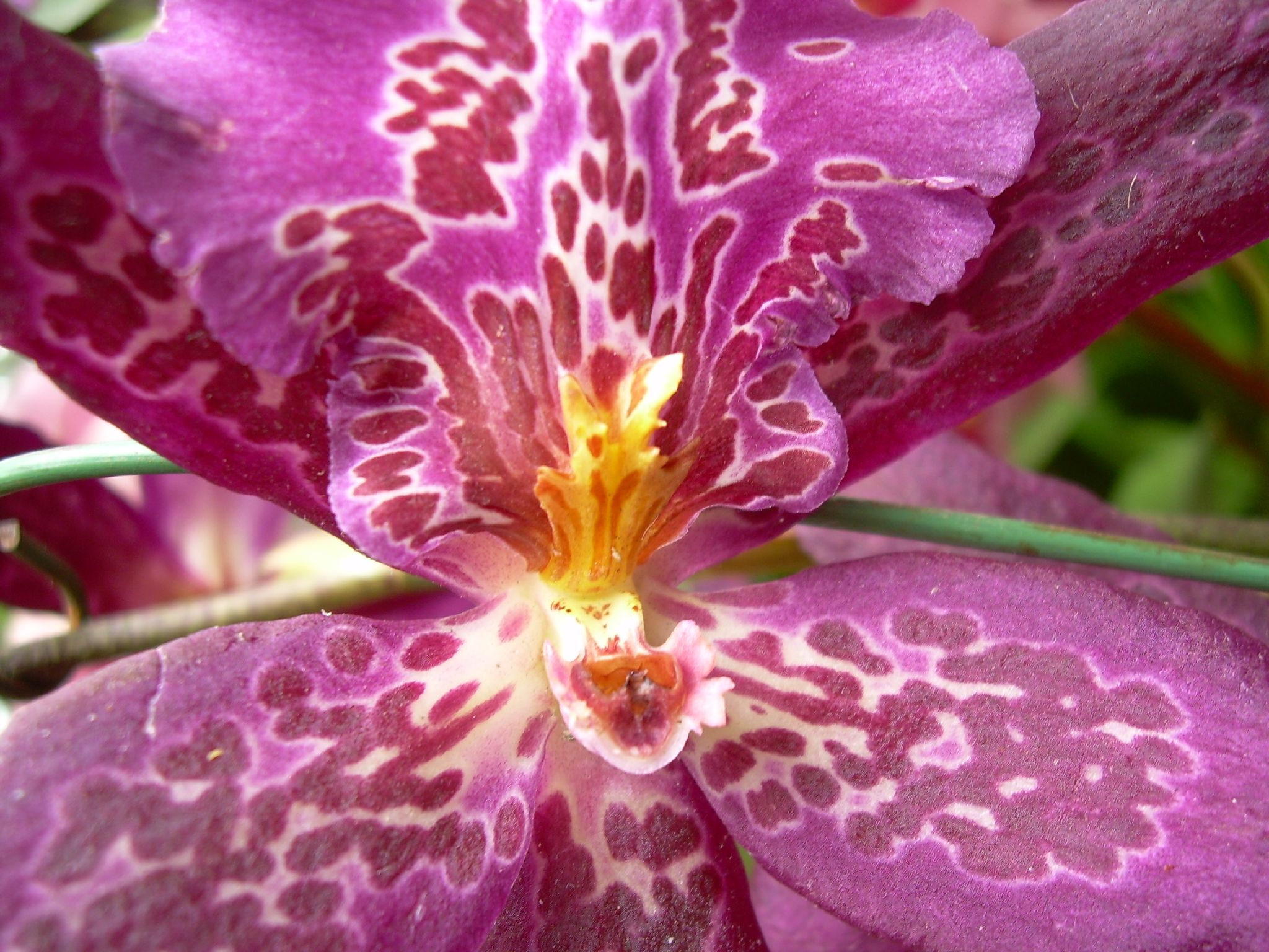 a pink flower with purple spots on it