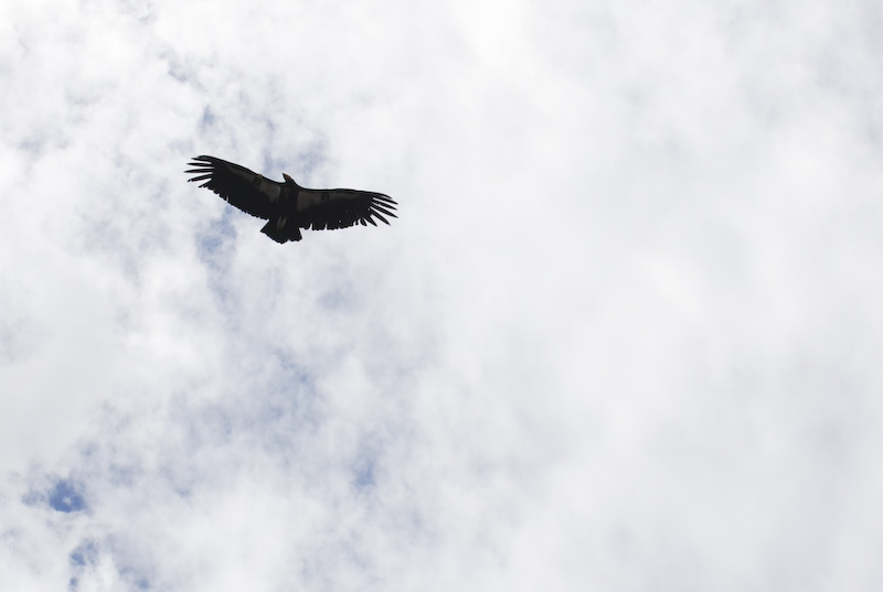 a black bird flying through a cloud filled sky