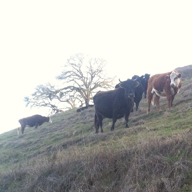 three cows standing on a hill and one is looking ahead