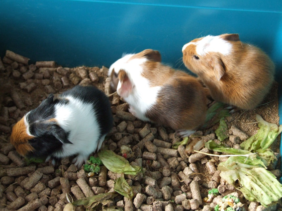 three guinea pigs in a small container filled with lettuce