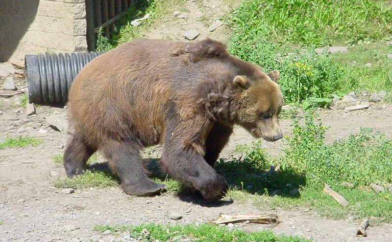 brown bear standing next to an old tire