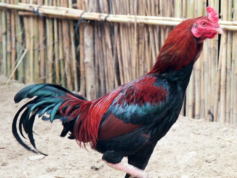a rooster with colored feathers is standing on the ground