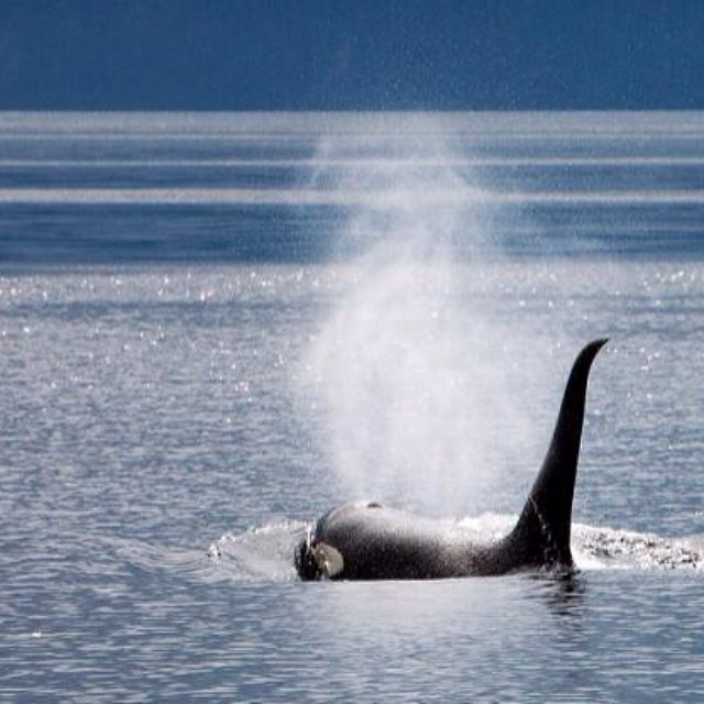 a whale is splashing water while floating in the ocean