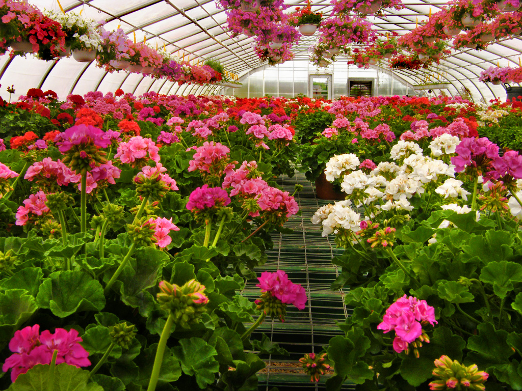 a greenhouse full of flowers and hanging plants