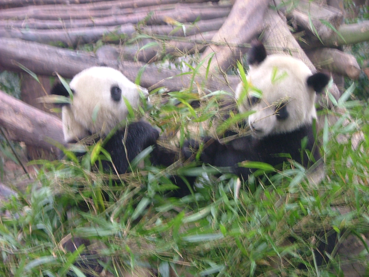 the two pandas are sitting in the grass