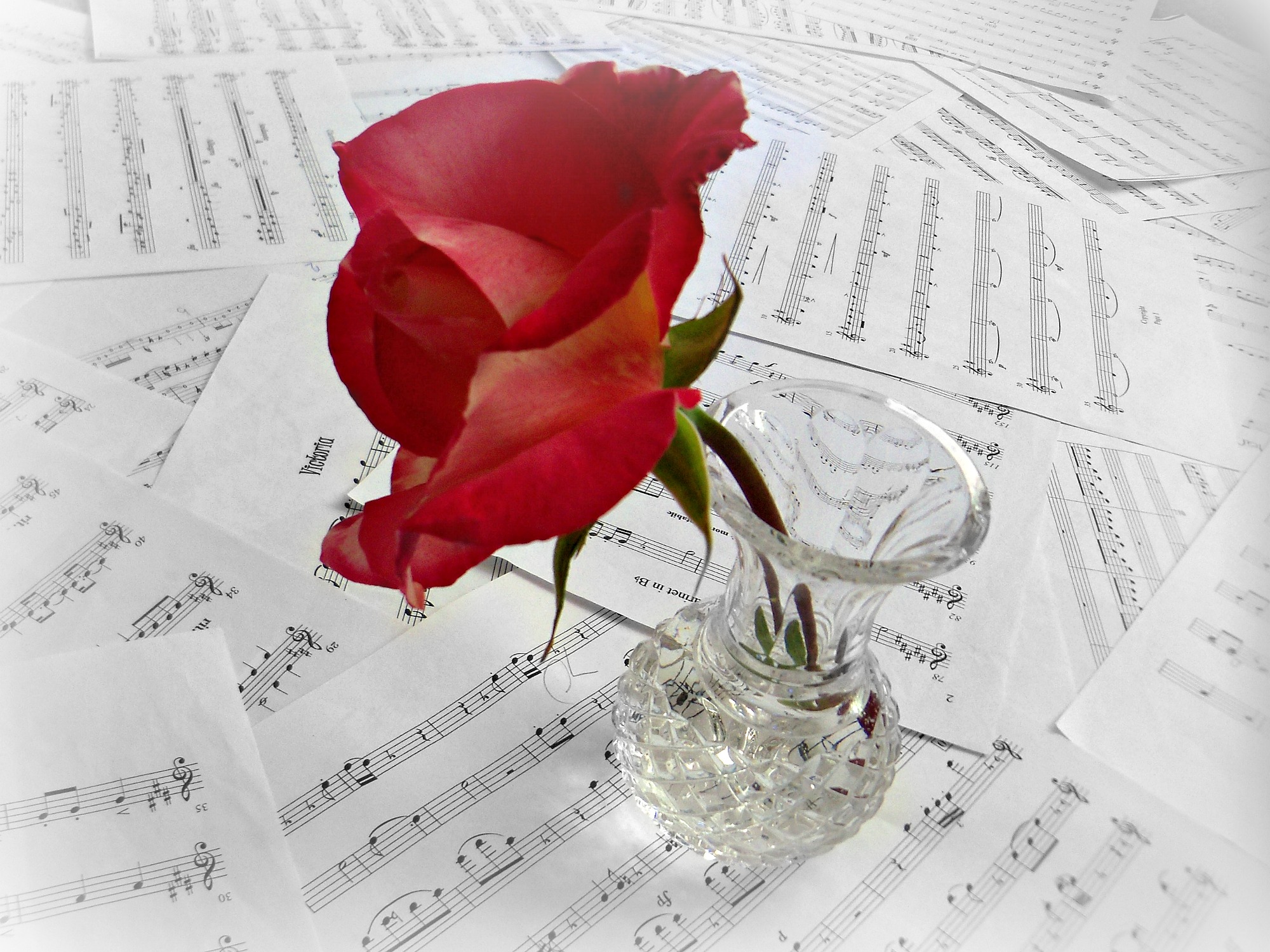 a vase with a single red rose is sitting on sheet music