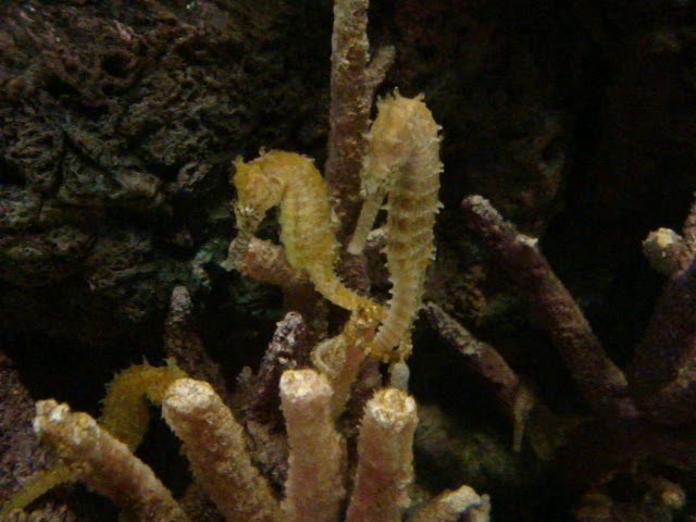 a close up image of sea weed on the ocean floor