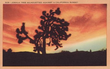 a sunset with a picture of a tree in the foreground and hills in the back