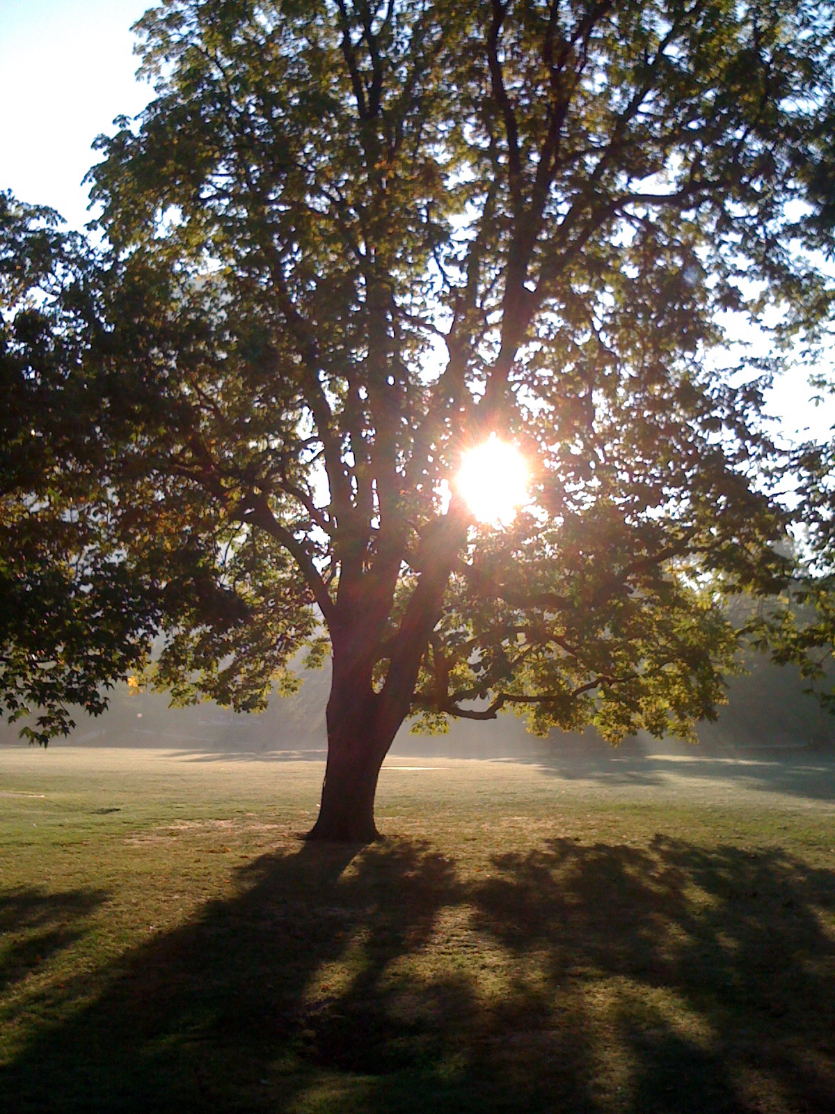 a large tree in the sun that's shining bright