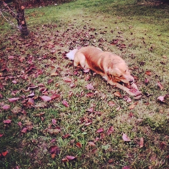 a dog is laying down in the leaves