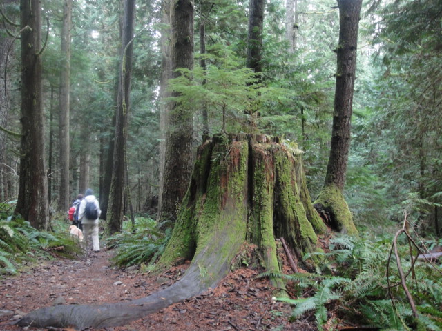 there is a man standing on a trail that is surrounded by woods