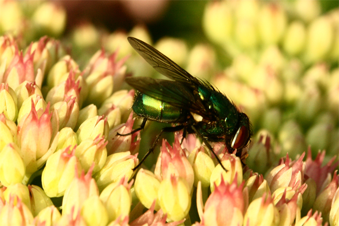 a big green fly is sitting on some pretty flowers