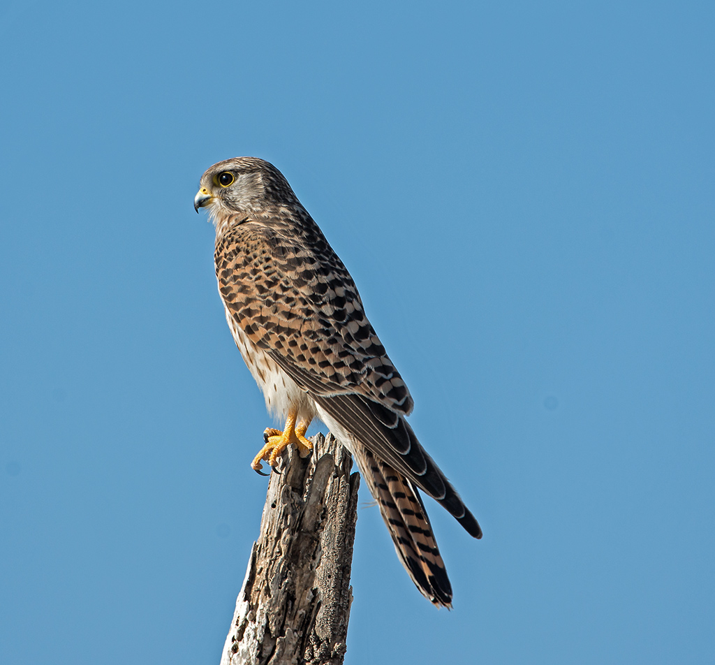 a bird that is sitting on a stick