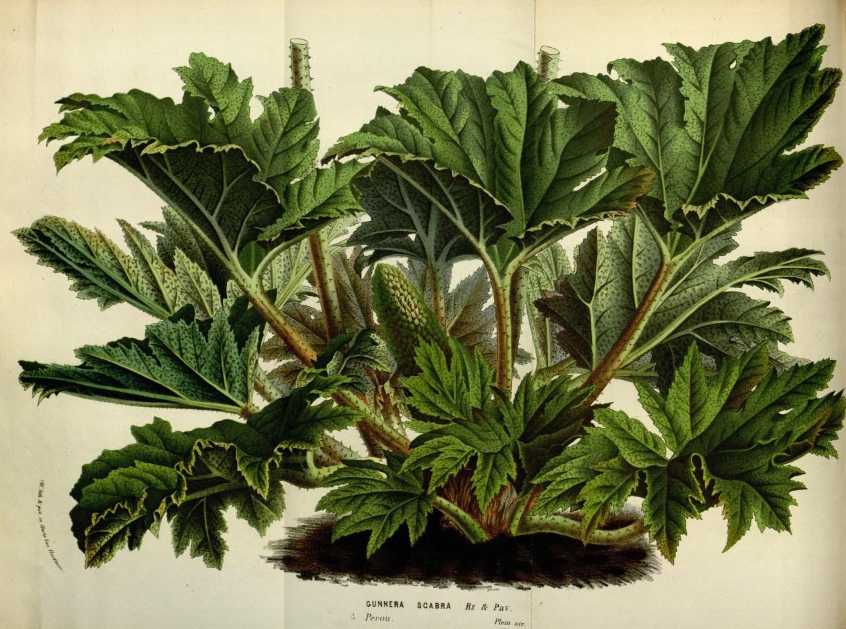 an antique botanical illustration shows the growth of a plant