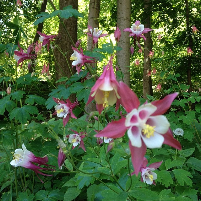 purple and white flowers in front of trees