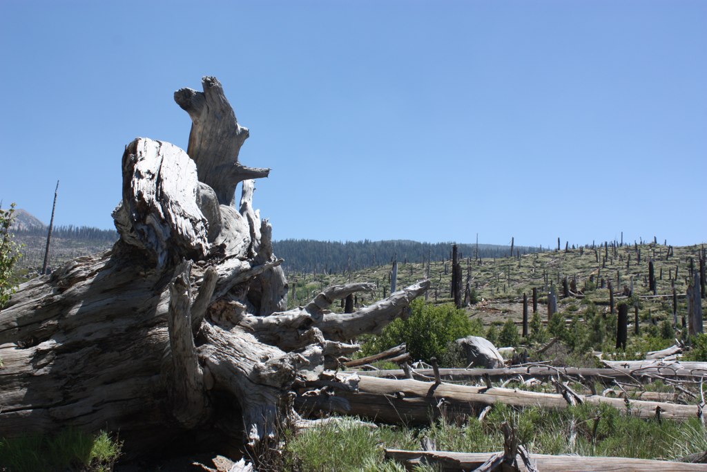 an old stumpy tree is sitting in the middle of a forest