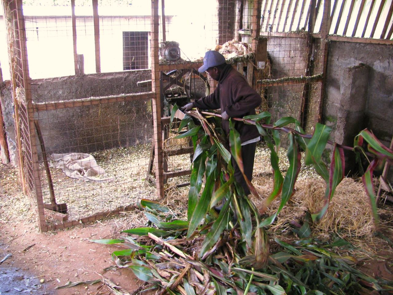 man holding bananas in a barn surrounded by bamboo