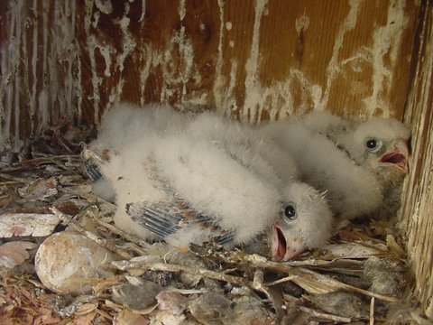 two young white birds are on the floor of the barn