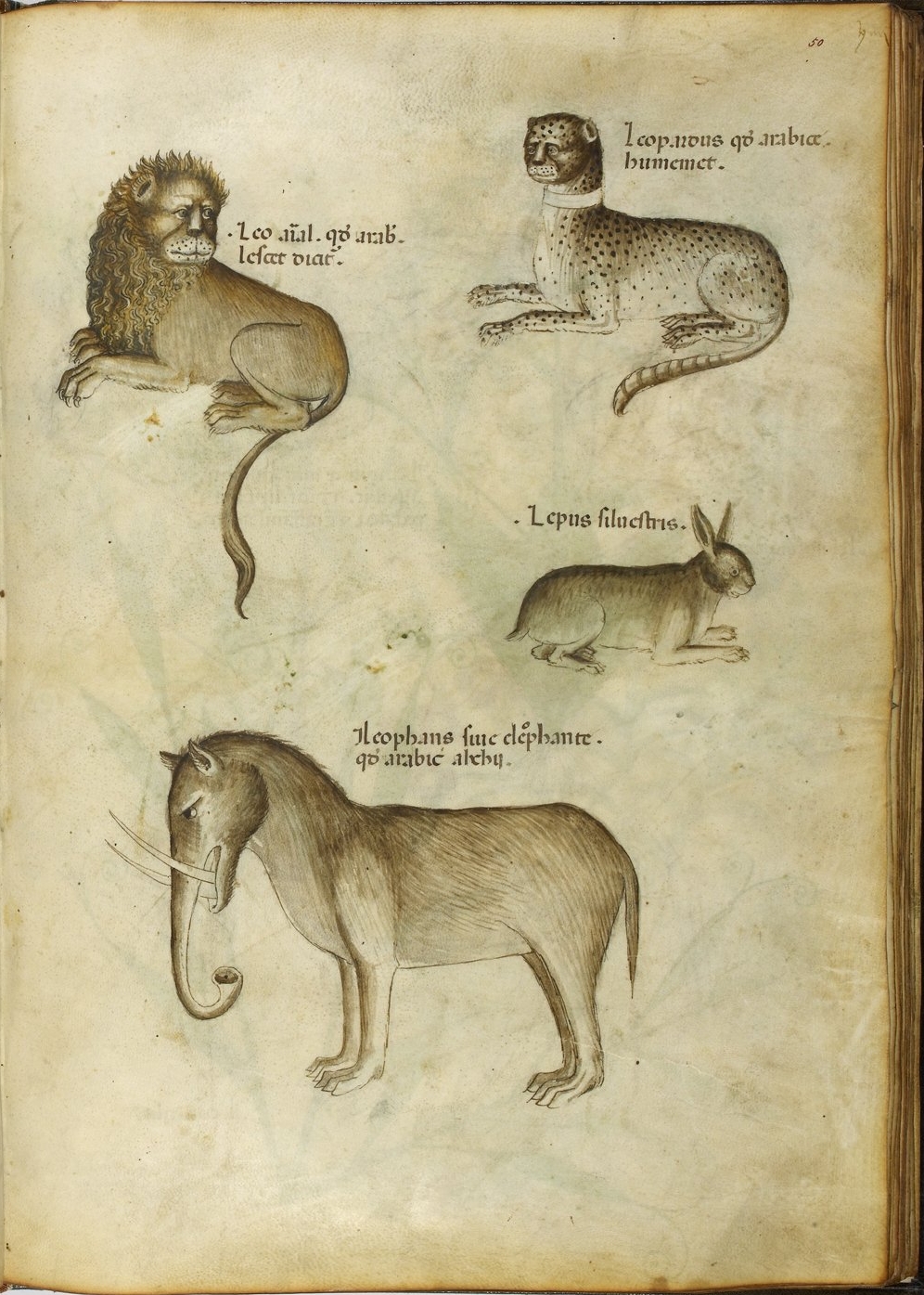 an open book showing various animals and their names
