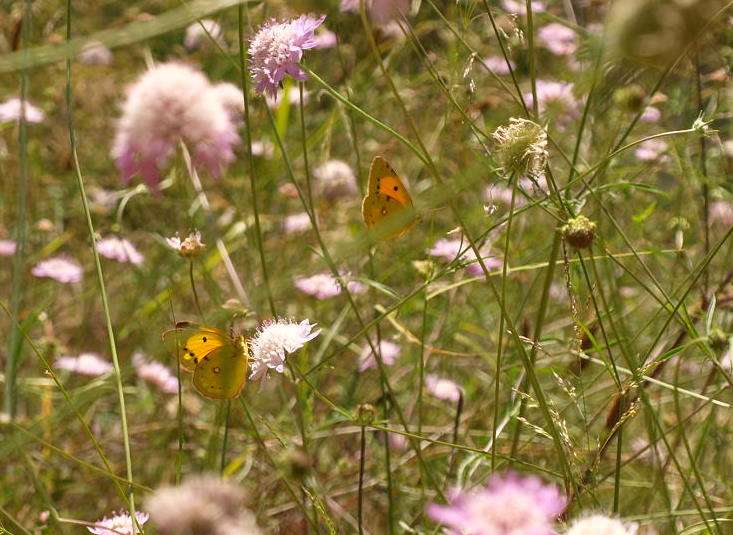 erflies on the flowers of a field