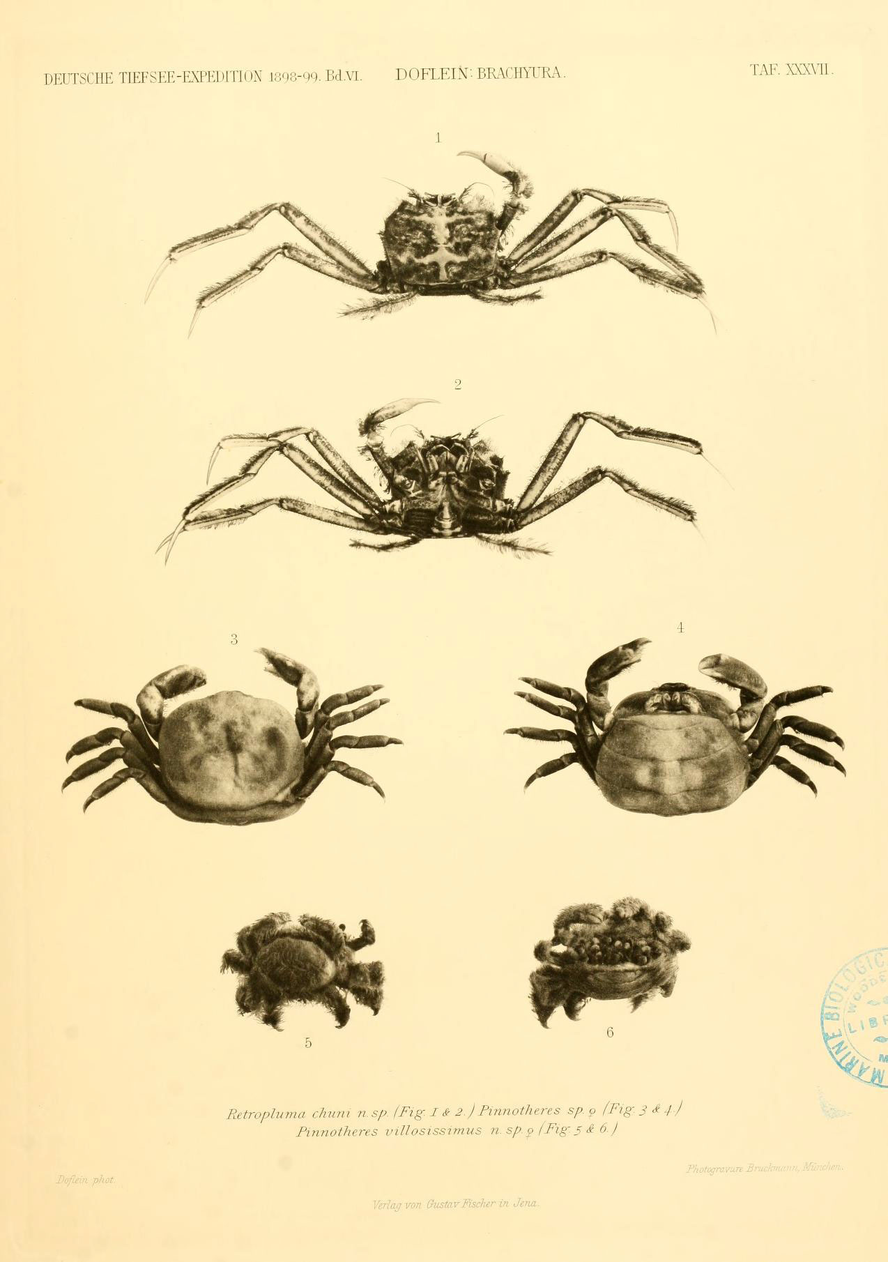a print of four crabs and two crablings