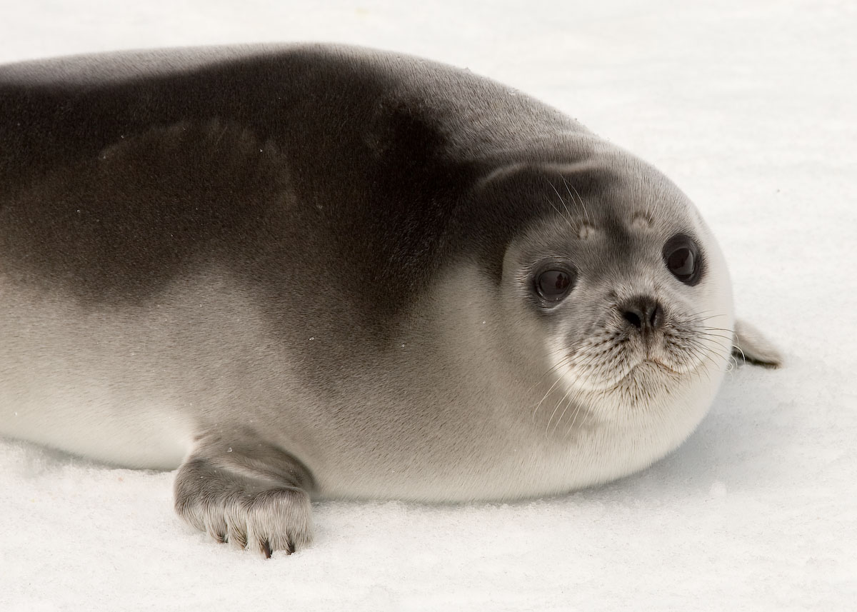 the seal is resting on the snow looking up