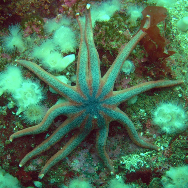 the starfish is crawling around all different colors