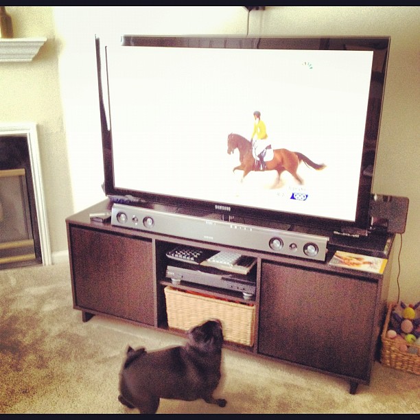 a dog looking at an entertainment center on a flat screen tv