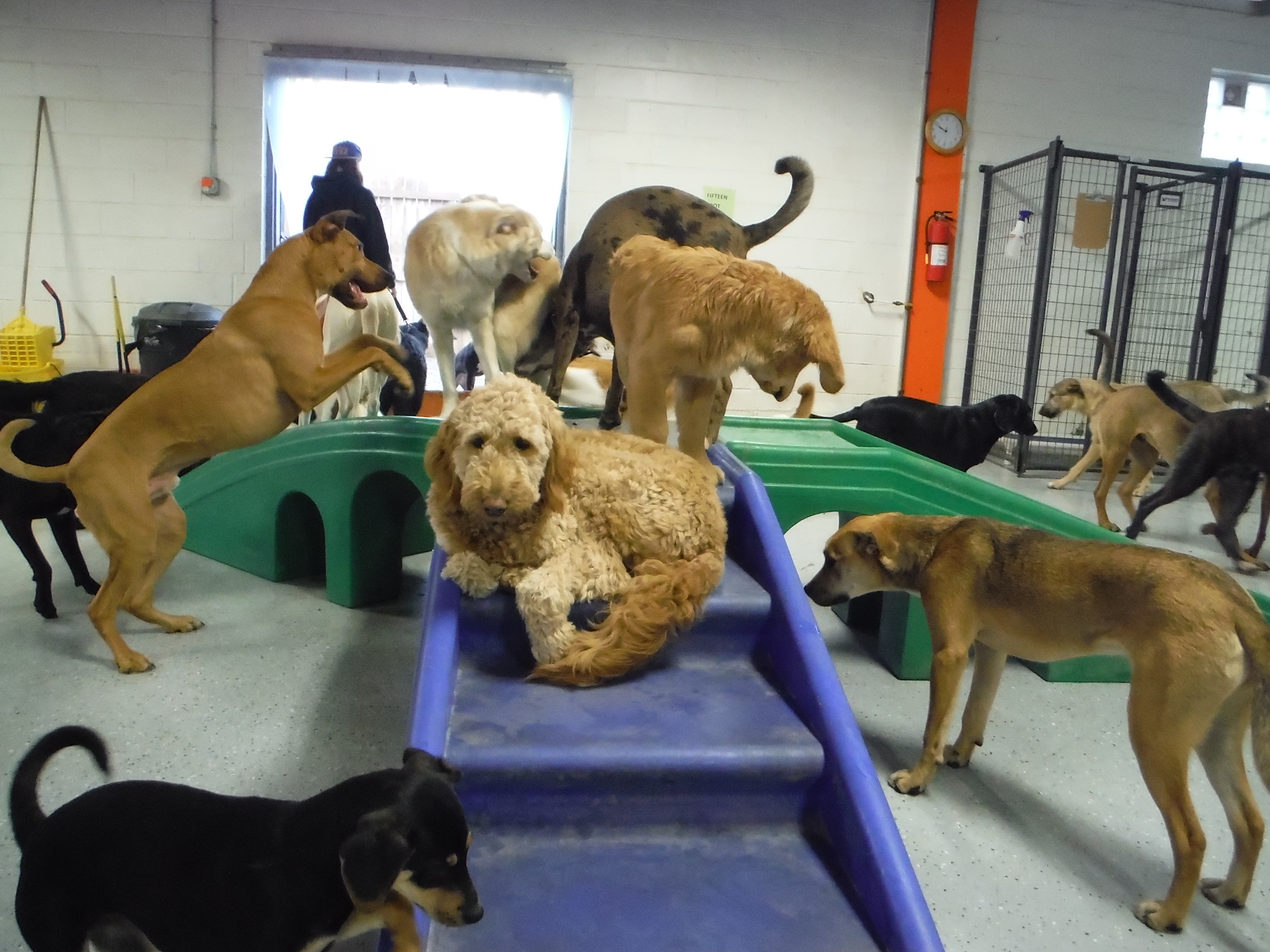 several dogs playing on a slide with each other