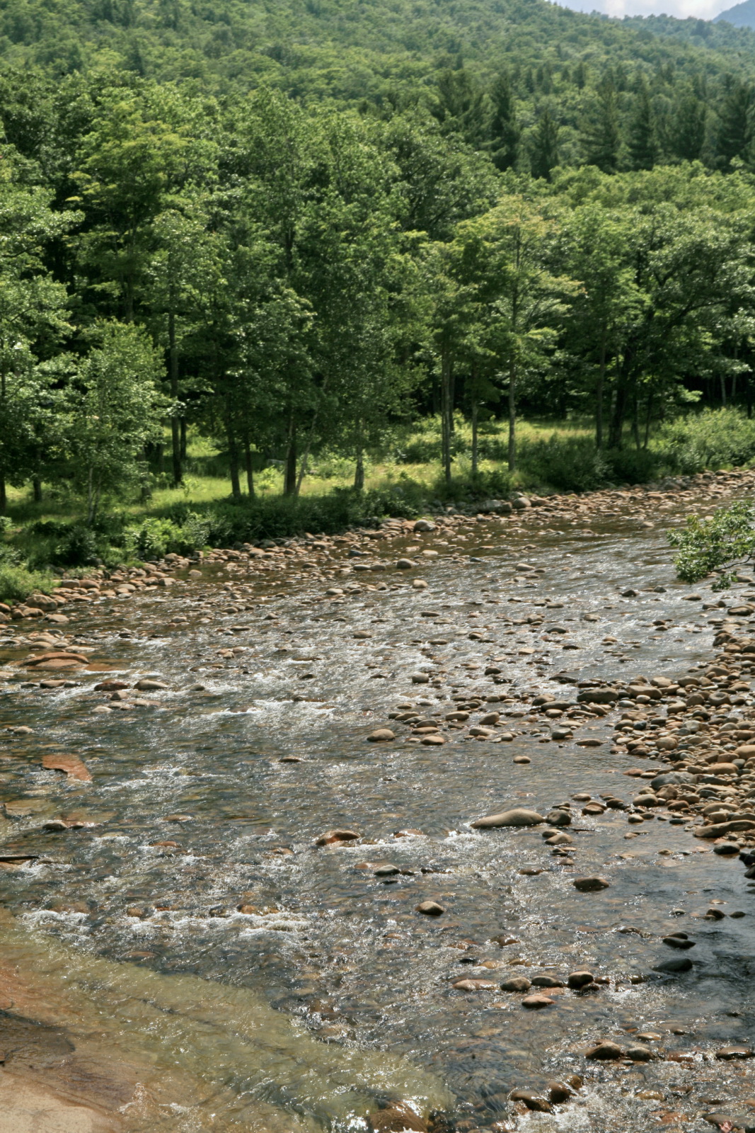 a stream running through a forest covered hillside