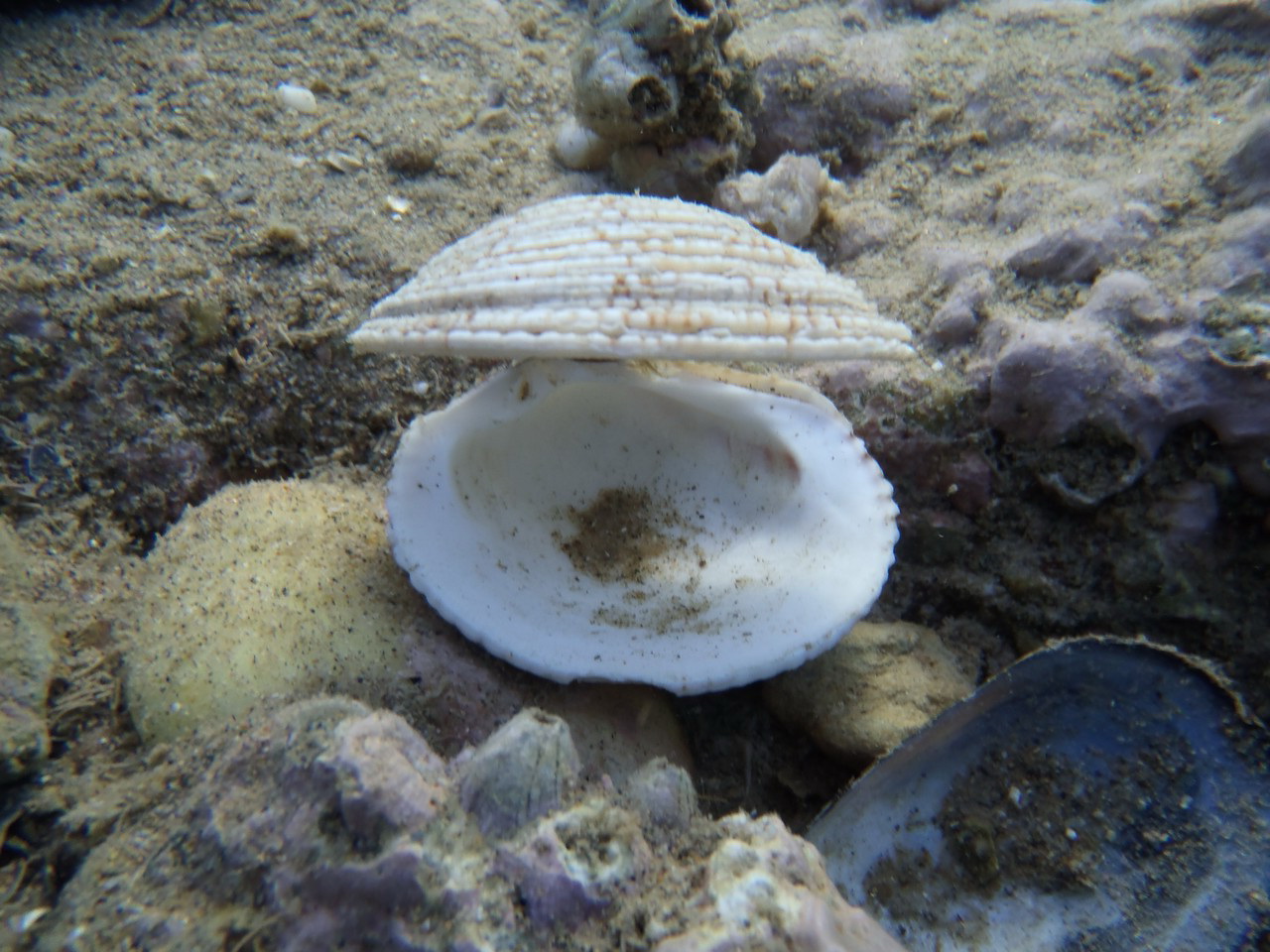 a white sea shell is sitting on some rocks
