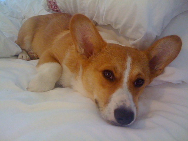 a corgi is laying down in bed on some white sheets