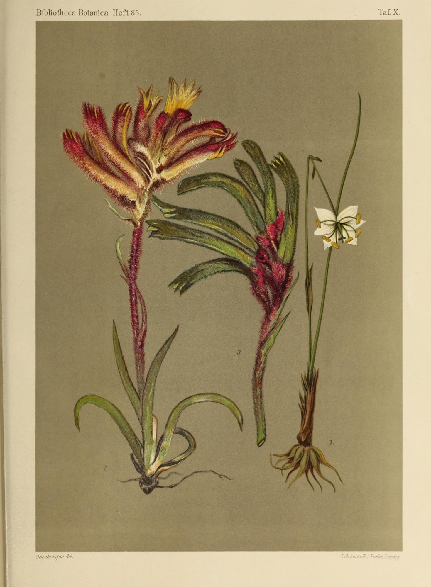 an illustration showing several different flowers and plants