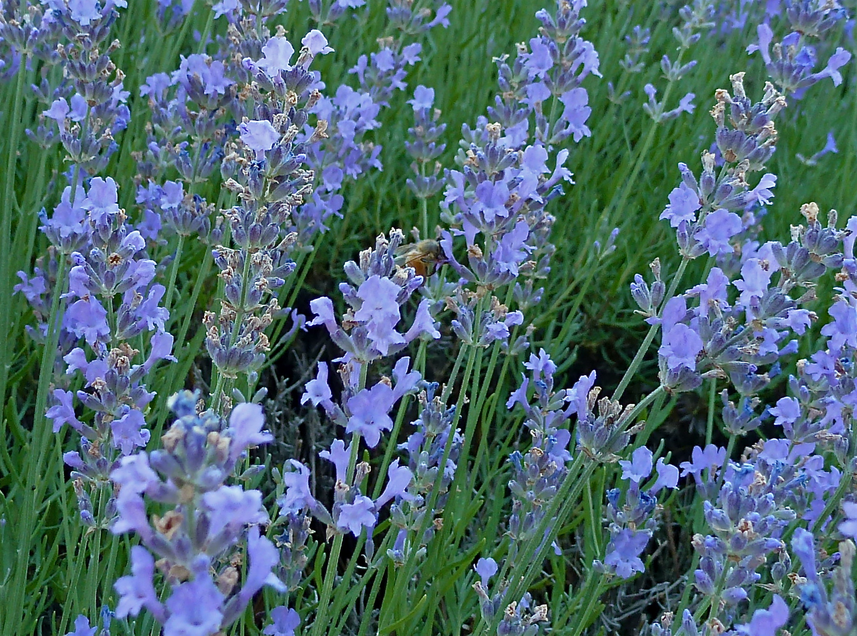 purple lavender plants growing in the grass