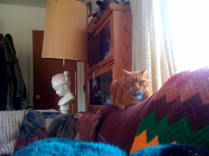 an orange cat sitting on the arm of a couch