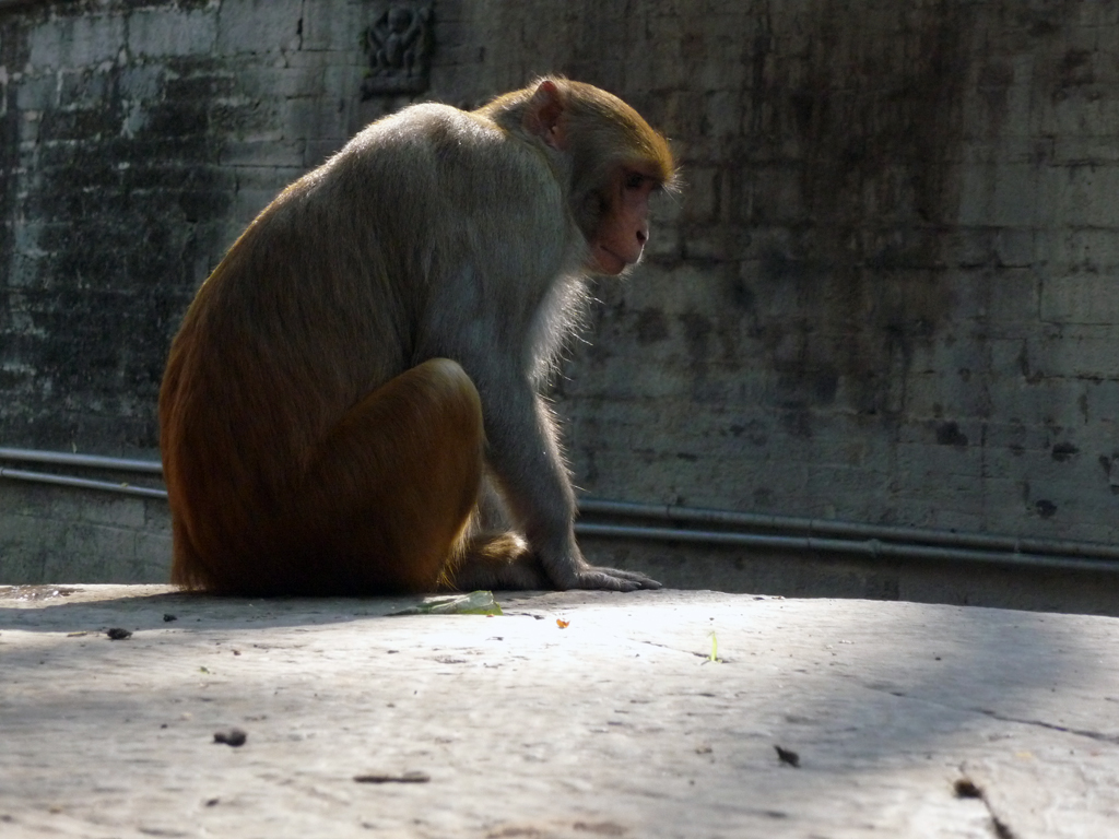 a monkey that is sitting on the ground