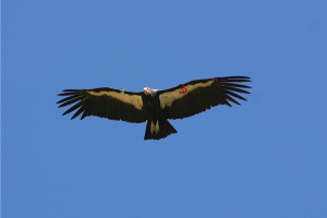 the black and white bird is flying across the blue sky