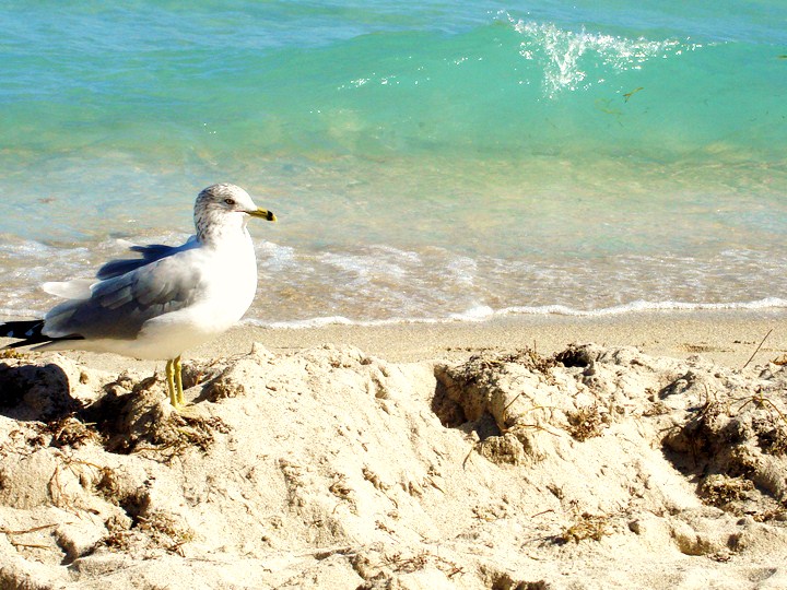 a seagull sitting on a sandy beach with ocean water and blue sky in the background