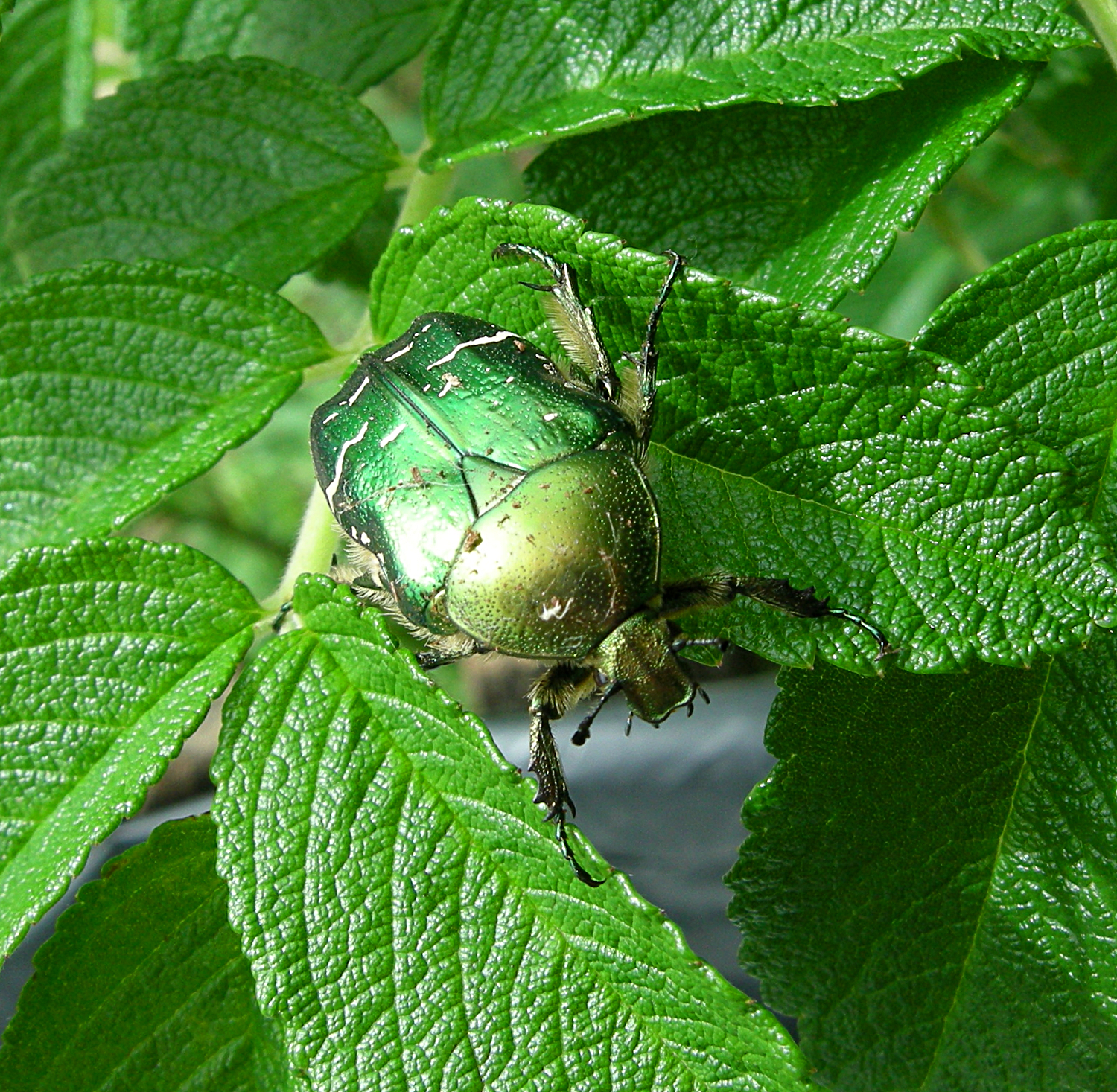 green bug on a leafy green plant with lots of leaves