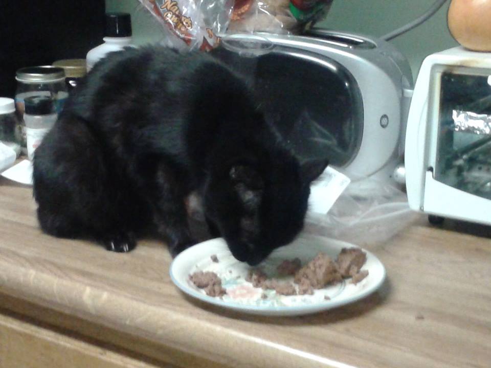 the black cat has a meal in front of him