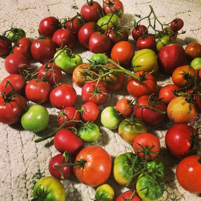 a bunch of tomatoes on the floor