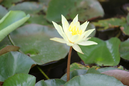 a white flower is in the middle of a large green leaf