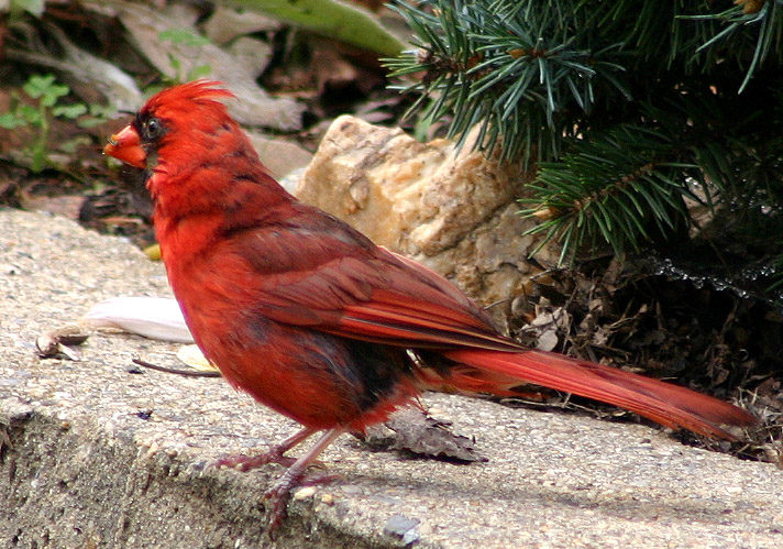 a red bird is sitting on the sidewalk
