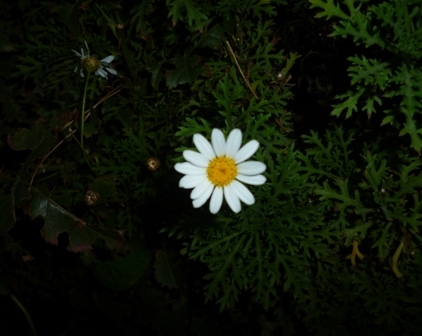 a single white flower in the middle of green leaves