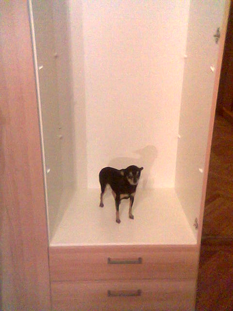 an empty shelf with a dog inside it