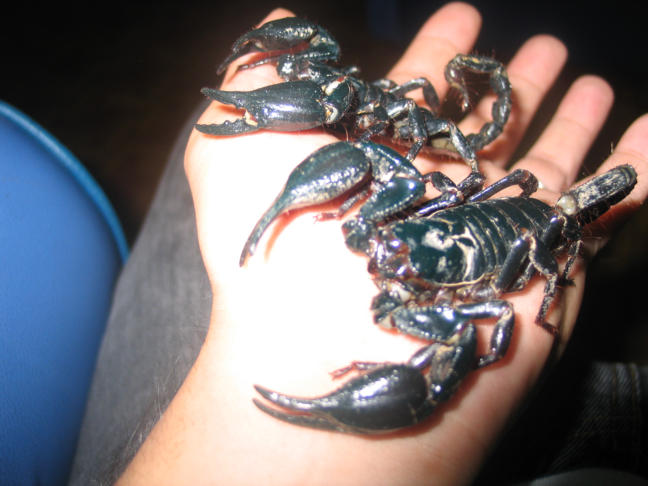 scorpions that are holding in their hands are all black