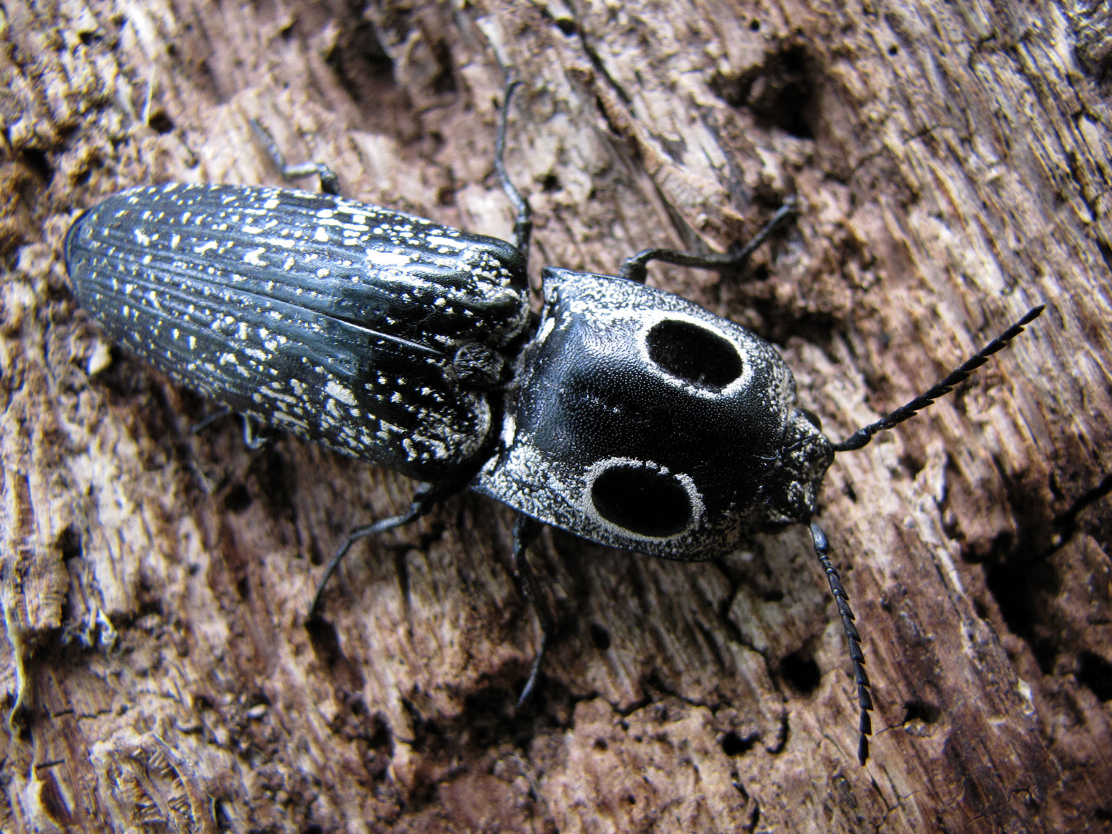 the black insect with grey spots is standing on the wooden