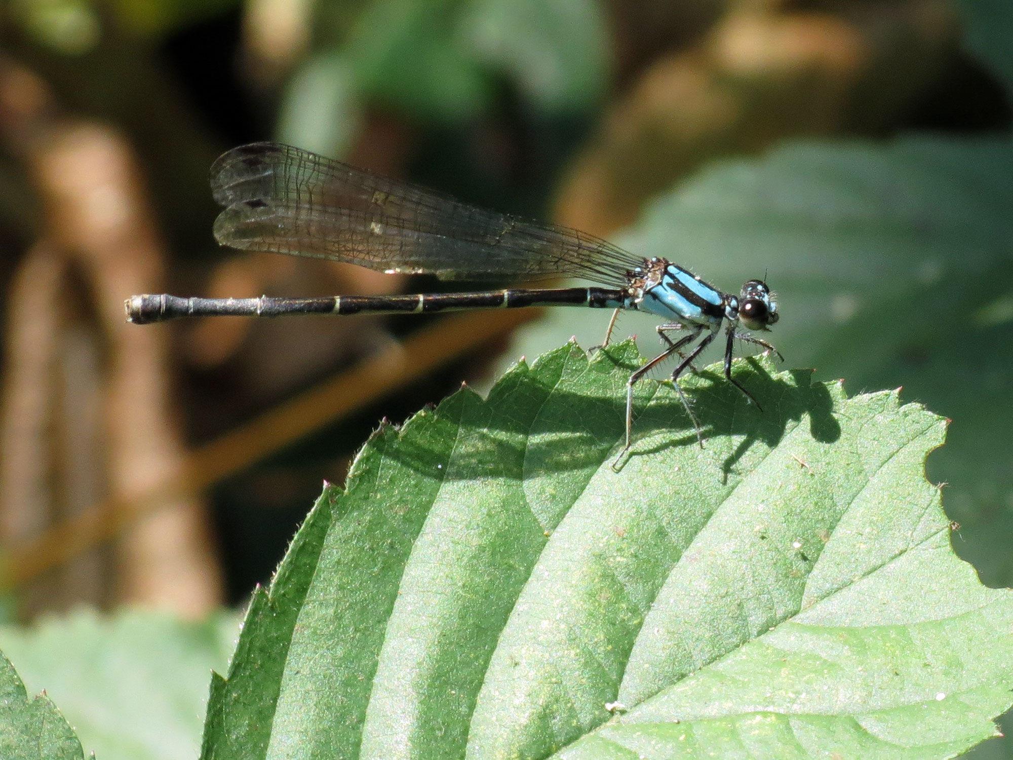 there is a blue dragonfly sitting on the green leaves