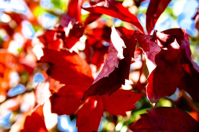 a bright red bush with leaves still open