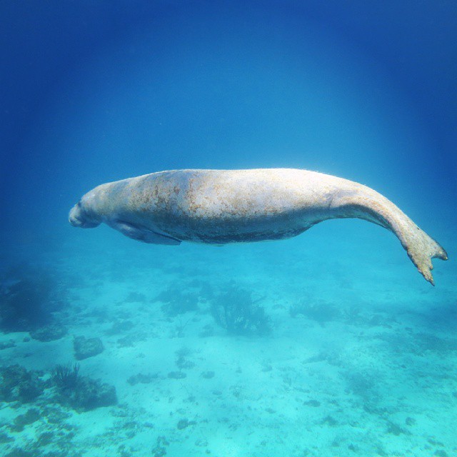 the underwater image shows an animal in its natural habitat